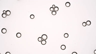 Small clear bubbles attract each other creating bubble clusters