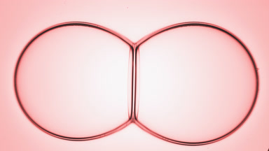 Two pink bubbles connect to each other creating a bubble cluster