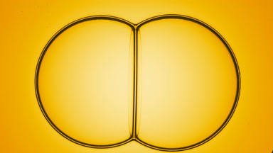Two yellow oil bubbles join each other creating a bubble cluster