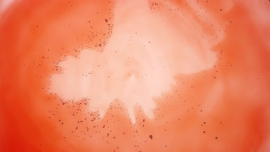 Tiny transparent grey bubbles move to the center of red fluid