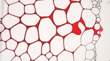 Red fluid flows between bubbles making them move and splits one