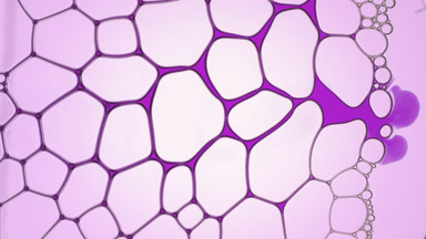 Violet liquid flows between bubbles and splits one in half