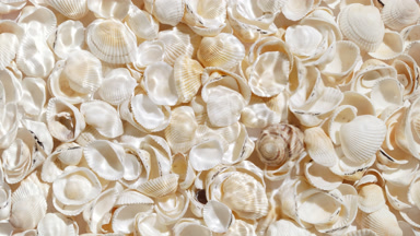 Single wave of water creates ripples on sea shell background