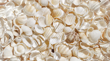 Waves cross each other creating ripples on shell background