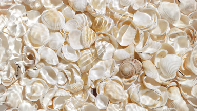 Water ripples and waves over seashells background
