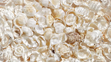 Pouring water splashing and making ripples over seashells bg