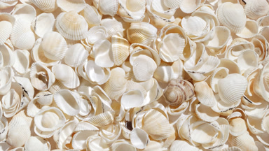 Water drop making ripples on water surface over seashells