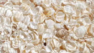 Multiple drops falling in water making rings over seashells