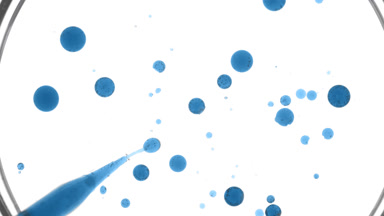 Dropper injects blue tansy oil into clear liquid in Petri dish