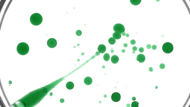 Dropper injects green oil into clear liquid in Petri dish