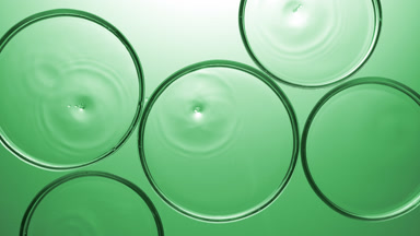 Clear drops falling in multiple Petri dishes with clear liquid