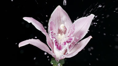 Water drips on light violet lily splashing