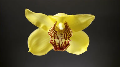 Shadows on yellow orchid are changing spontaneously