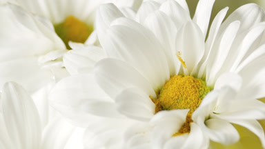 Wind blows pollen off the chamomile