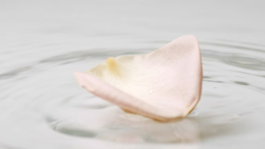 Petal of beige rose falls on the water surface creating ripples