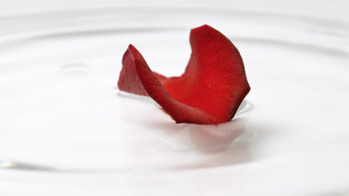 Petal of red rose falls on the water surface creating circles