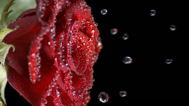 Water drops are falling from the surface of red rose