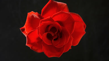 Red rose blooms on black background