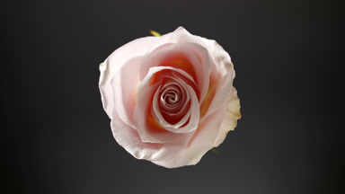Light shines on pale pink rose for a while on black background