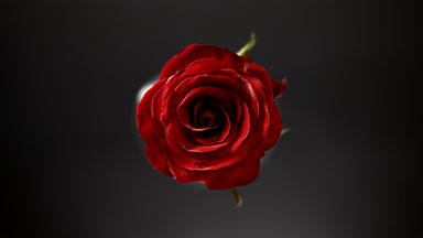Light shines on red rose for a while on black background
