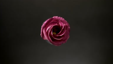 Light shines on pink lisianthus for a while on black background