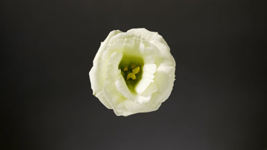 Light shines on white lisianthus for a while on black background