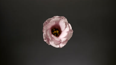 Light shines on pink eustoma for a while on black background