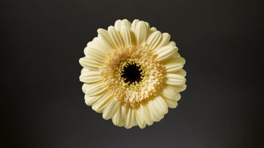 Light shines brighter on pale yellow gerbera on black background