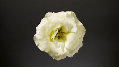 Light shines on white eustoma for some time