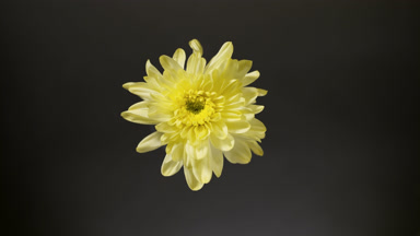 Shadows on yellow chrysanthemum are changing spontaneously