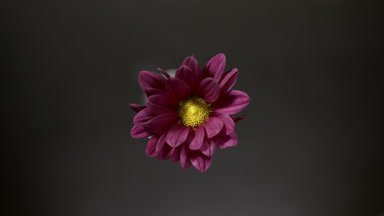 Shadows on dark purple dahlia are changing spontaneously