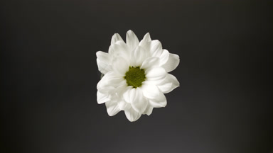 Shadows on white purple dahlia are changing spontaneously