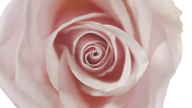 Shadows on pink rose are changing spontaneously