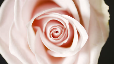 Shadows on pink rose change spontaneously on black background