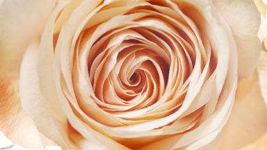 Light shines on beige rose for some time on white background