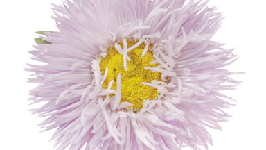 Light shines on pale violet aster on white background