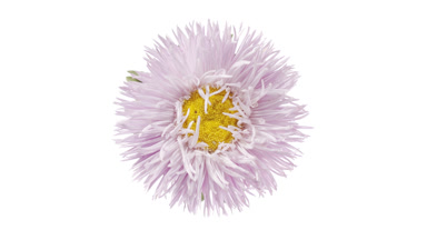 Light shines on pale purple aster on white background