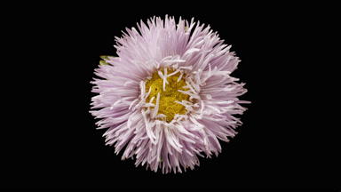 Light shines on purple aster for a moment on black background