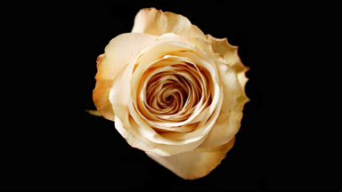 Light shines on beige rose for a while on black background