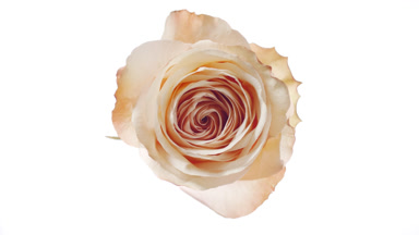 Shadows on beige rose change spontaneously on white background