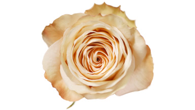 Water ripples spontaneously on white background with beige rose