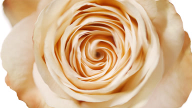 Water is rippling on white background with beige rose