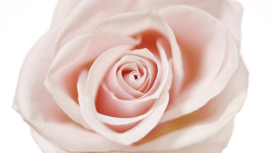 Water is rippling on white background with pink rose