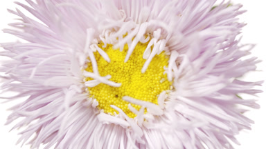 Water is rippling on white background with pale purple aster