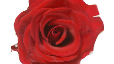 Water is rippling on white background with red rose