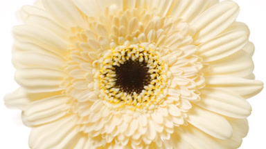 Water is rippling on white background with yellow gerbera