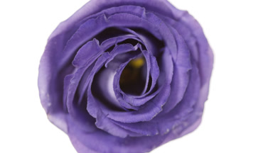 Water is rippling on white background with blue lisianthus