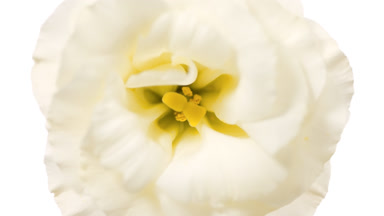 Water is rippling on white background with white eustoma