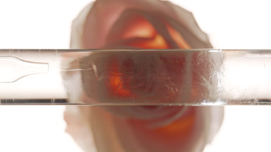 Glycerin is injected from dropper into glass tube with liquid