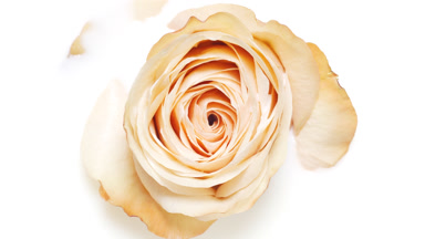 Beige rose flower is drowning in milk